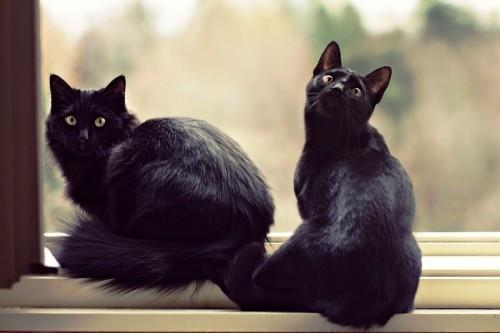 Musta kissan turkki pitkä lyhyt