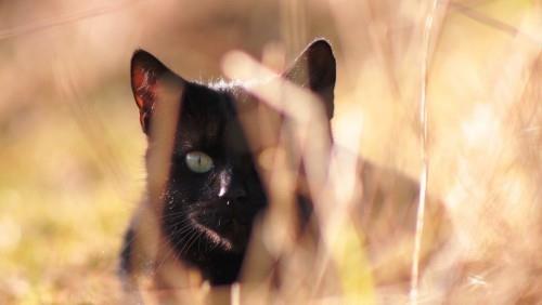 Mustan kissan metsästäjä