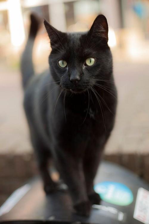Musta kissa krapula
