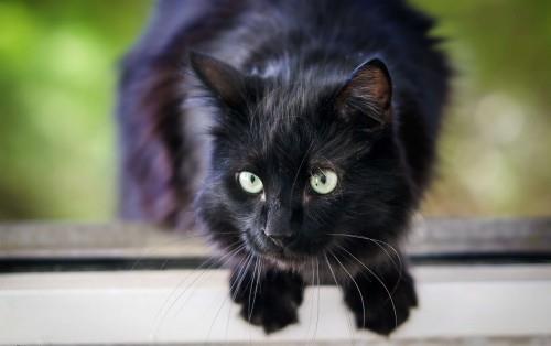 Musta kissan pitkä turkki