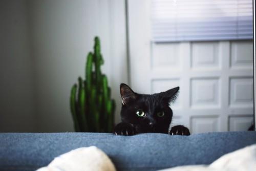Musta kissa hauska
