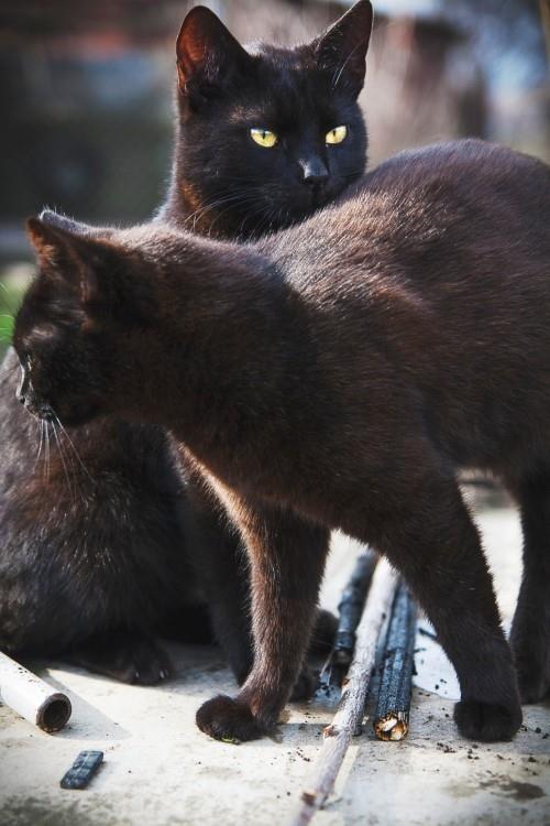 Musta kissa pari