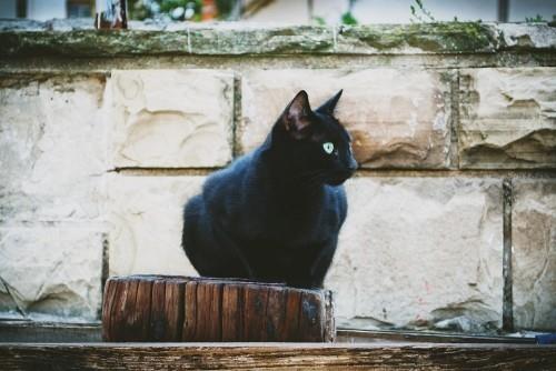 Musta kissa kaunis