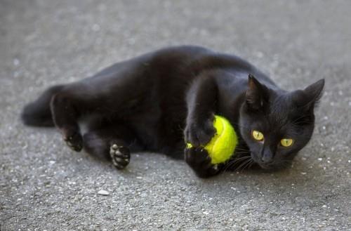 Peli musta kissa