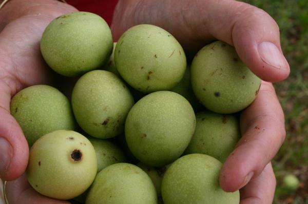 Sclerocaryabirrea eksoottisten puiden eksoottisten hedelmien luettelo