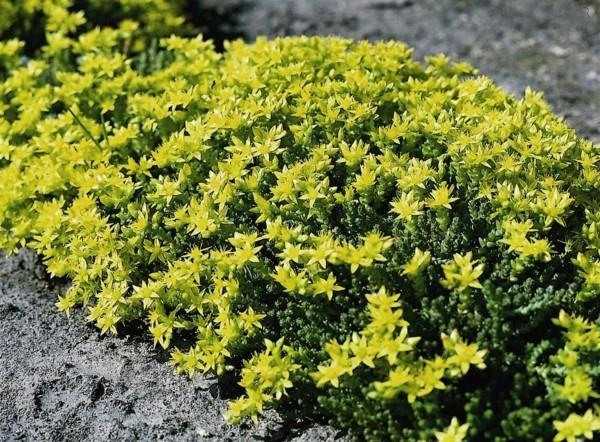 Sedum acre hot stonecrop maanpeite jalkakäytävän viherryttämiseen