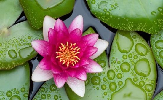 Vesililja feng shui -kukat tarkoittavat luonnon alkuperäistä kauneutta