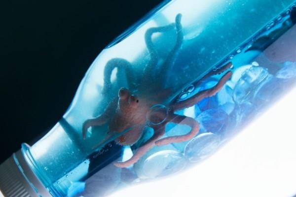 Aistipullot vedenalainen maailma materiaaleja merieläimiä mustekala