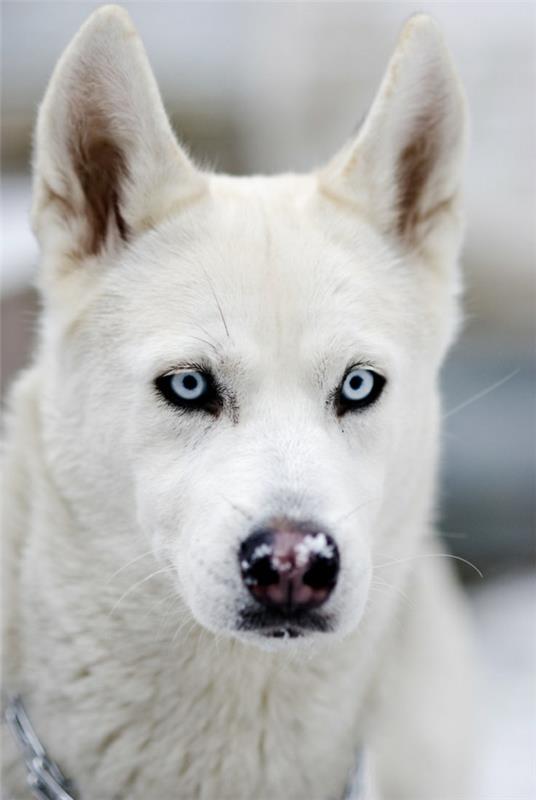 Siperianhusky -koira valkoinen kaunis koirarotu