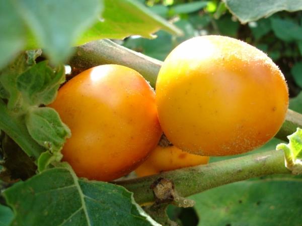 Solanum sessiliflorum eksoottiset puut eksoottiset hedelmät
