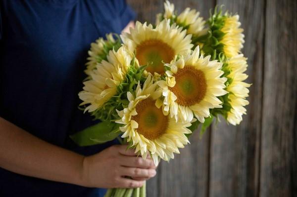 Auringonkukkahoidon vinkkejä ja mielenkiintoisia faktoja kesän koristeellisista ja hyödyllisistä kasvien kermanvärisistä kukista