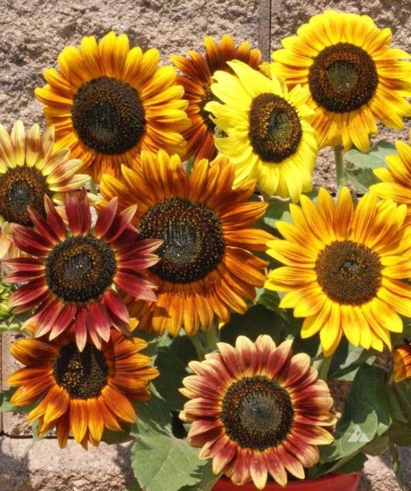 Vinkkejä auringonkukan hoitoon ja asioita, jotka kannattaa tietää kesän koriste- ja hyödyllisistä kasveista, koristeellisista kukkalajikkeista