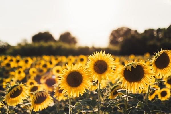Vinkkejä auringonkukan hoitoon ja mielenkiintoisia faktoja kesän koristeellisista ja hyödyllisistä kasveista auringonkukilla