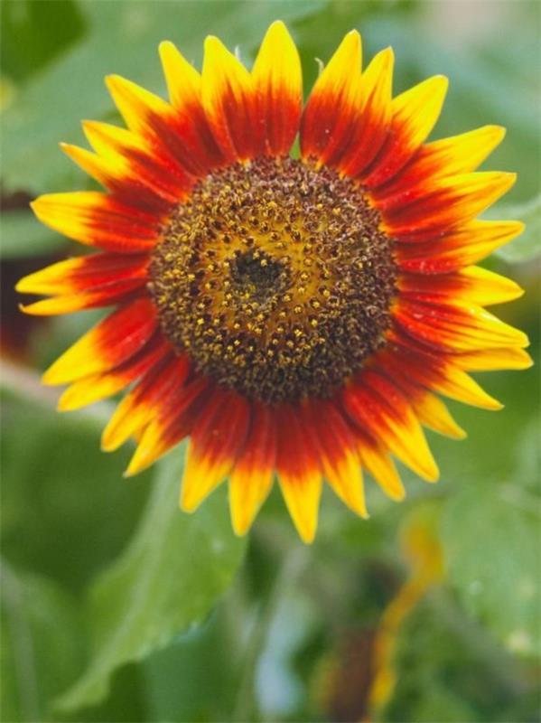 Vinkkejä auringonkukan hoitoon ja mielenkiintoisia faktoja kesän koristeellisista ja hyödyllisistä kasvien tulisista väreistä punainen keltainen
