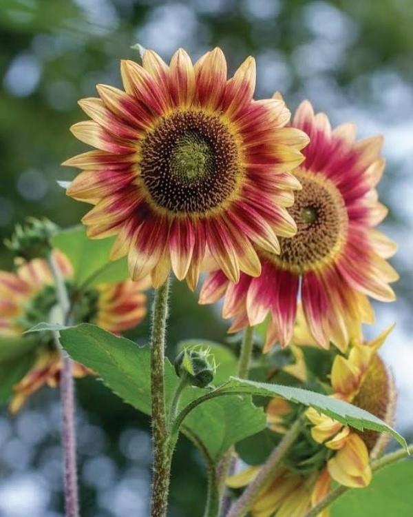 Vinkkejä auringonkukan hoitoon ja asioita, jotka kannattaa tietää kesän koriste- ja hyödyllisistä kasveista punainen, keltainen, hieno
