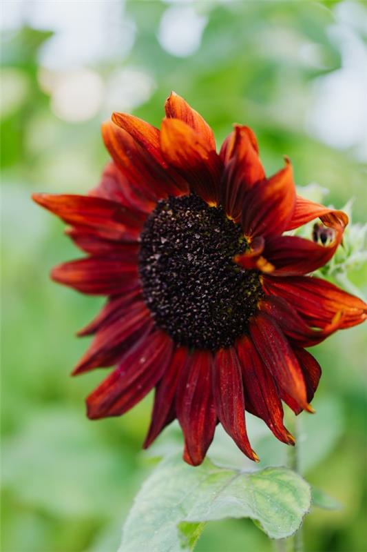 Vinkkejä auringonkukan hoitoon ja mielenkiintoisia faktoja kesän koristeellisista ja hyödyllisistä kasveista punaiset kukat auringonnousu