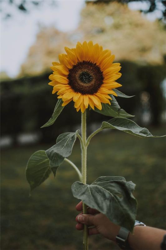 Auringonkukan hoito -vinkkejä ja tietoa, jotka kannattaa tietää kesän koristeellisista ja hyödyllisistä kasvien leikkokukista aamulla