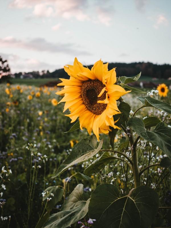 Vinkkejä auringonkukan hoitoon ja mielenkiintoisia faktoja kesän koristeellisista ja hyödyllisistä kasvi -auringonkukista seuraa aurinkoa