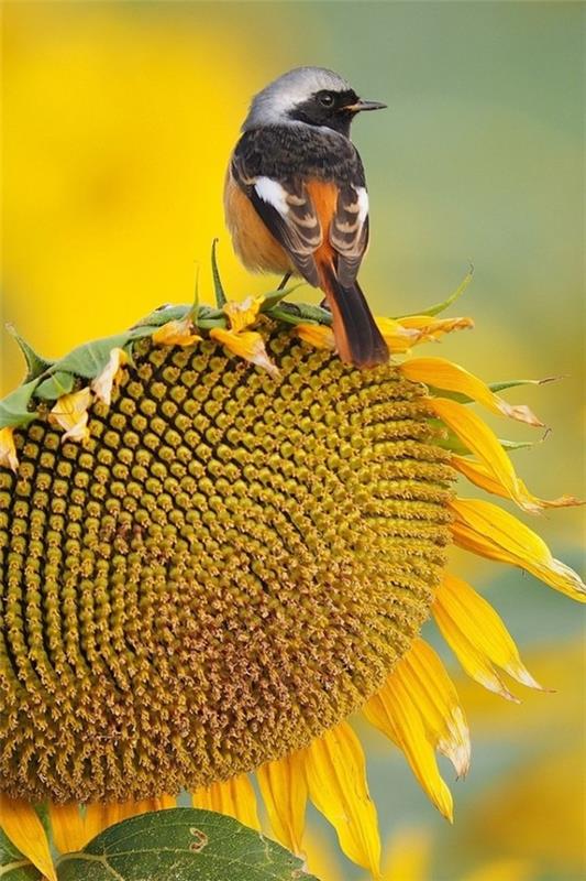 Vinkkejä auringonkukan hoitoon ja mielenkiintoisia faktoja kesän koristeellisista ja hyödyllisistä auringonkukan laululintuista