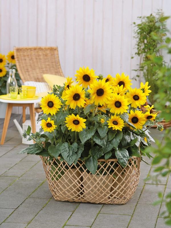 Vinkkejä auringonkukan hoitoon ja mielenkiintoisia faktoja kesän koristeellisista ja hyödyllisistä kasveista, jotka kasvattavat auringonkukkia potin parvekkeella