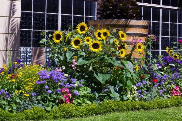 Vinkkejä auringonkukan hoitoon ja mielenkiintoisia faktoja kesän koristeellisista ja hyödyllisistä kasvien auringonkukista muiden puutarhan koristekukkien kanssa