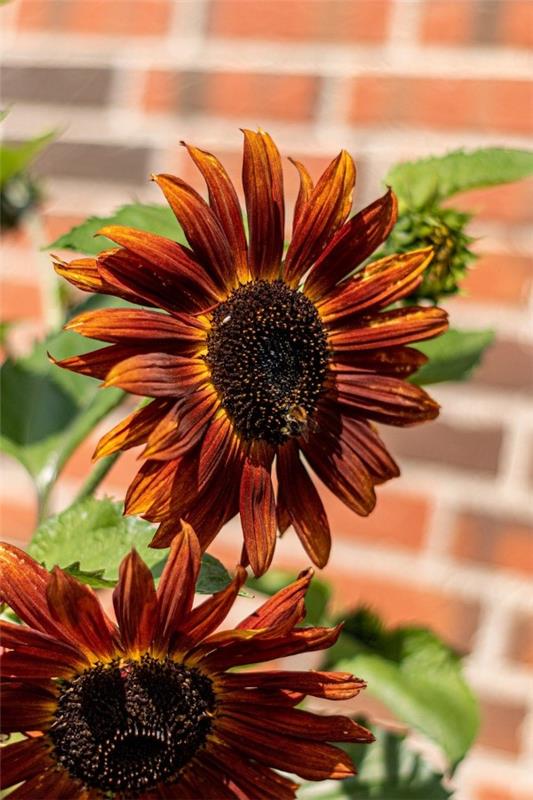 Auringonkukan hoito vinkkejä ja mielenkiintoisia faktoja kesän koristeellisista ja hyödyllisistä kasveista auringonnousun punaisesta kauniista