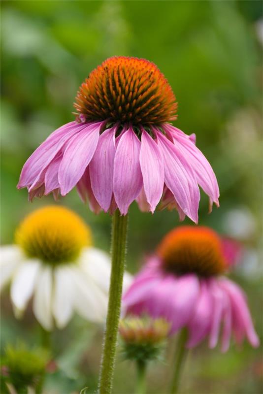 Coneflower kasvi - kannattaa tietää ja hoitaa vinkkejä kesän kukinnan echinacea kaunis kukka