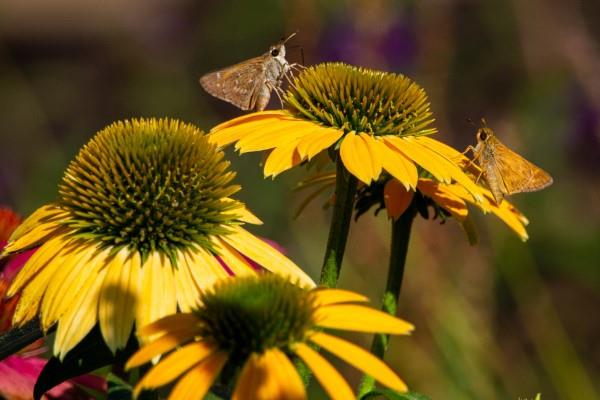 Coneflower -kasvi - kannattaa tietää ja hoitaa vinkkejä kesän kukinnan keltaisista kukista