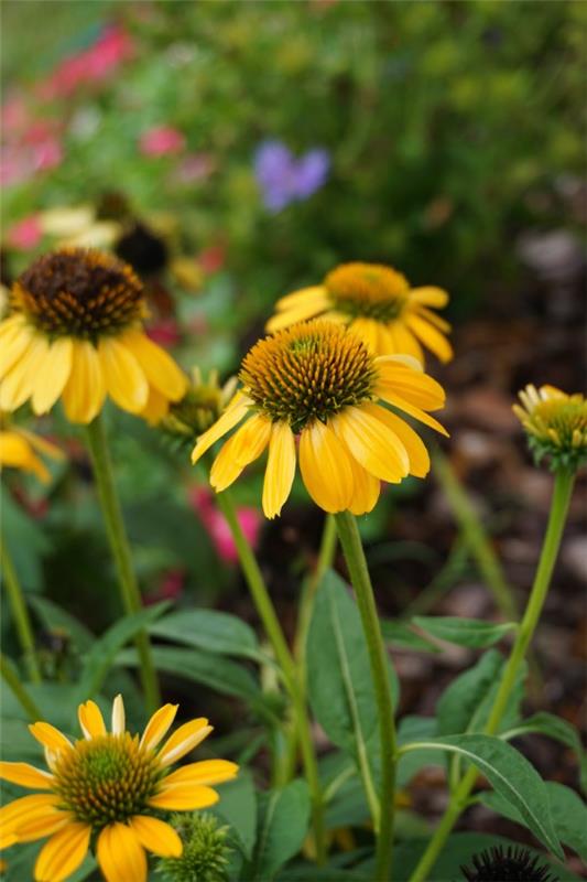 Coneflower -kasvi - kannattaa tietää ja hoitaa vinkkejä kesän kukinnan keltaisesta kauniista kesästä