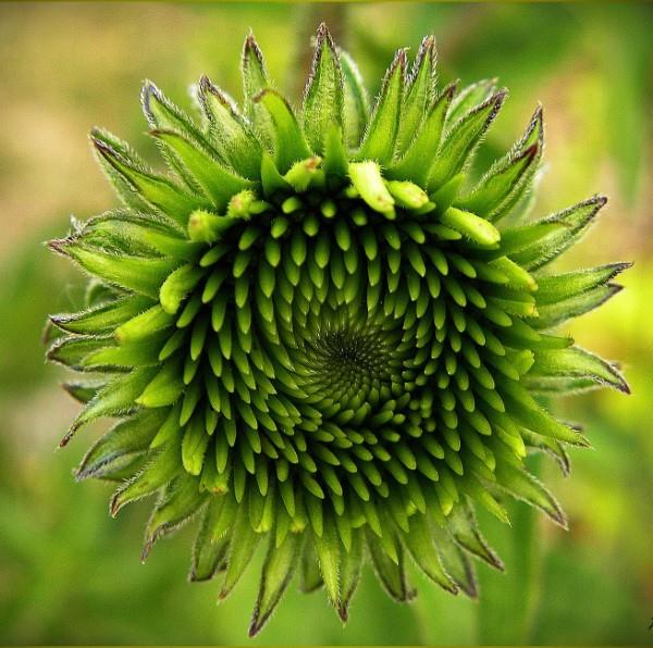 Coneflower -kasvi - Mielenkiintoisia faktoja ja hoitovinkkejä kesäkukintojen kehityksestä
