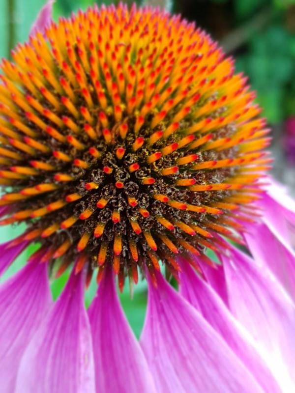 Coneflower -kasvi - Mielenkiintoisia faktoja ja hoitovinkkejä kesän kukkivasta violetista echinaceasta
