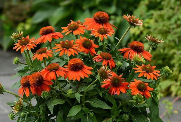 Coneflower -kasvi - kannattaa tietää ja hoitaa vinkkejä kesän kukkivasta appelsiinikukkalajikkeesta