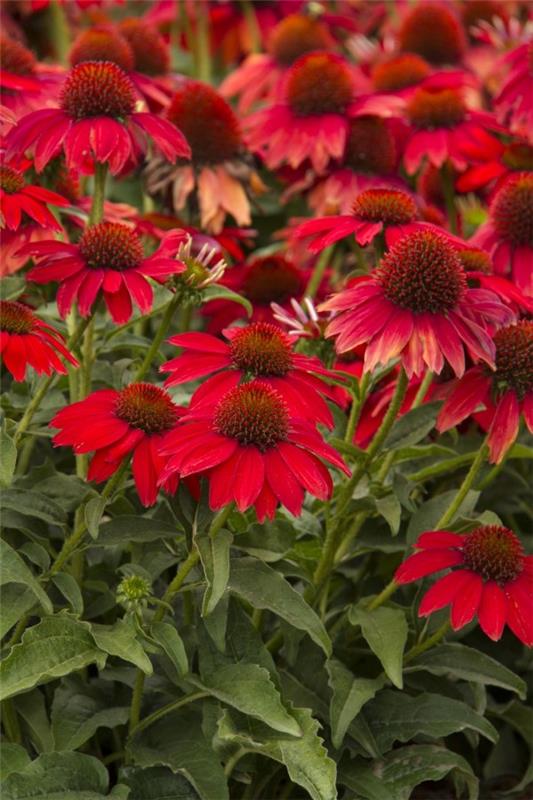Coneflower kasvi - Mielenkiintoisia faktoja ja hoitovinkkejä kaikkeen kesällä kukkiva punainen lajike intensiivinen