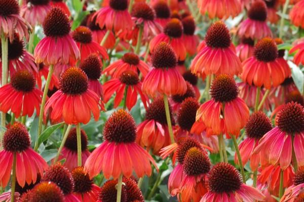 Coneflower -kasvi - kannattaa tietää ja hoitaa vinkkejä kesän kukkivista punaisista lajikkeista kesäpuutarhaan