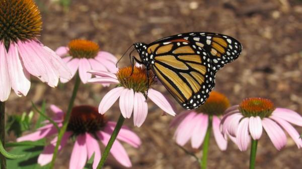 Coneflower kasvi - Mielenkiintoisia faktoja ja hoitovinkkejä kesällä kukkivasta perhonen pölyttäjästä