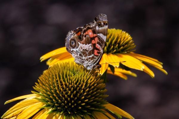 Coneflower -kasvi - Mielenkiintoisia faktoja ja hoitovinkkejä kesän kukkivasta perhonen keltaisesta kukasta