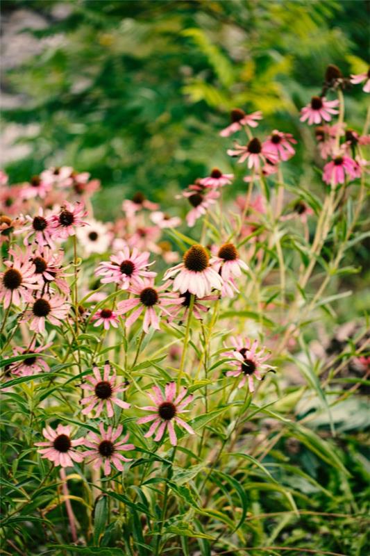 Coneflower -kasvi - kannattaa tietää ja hoitaa vinkkejä kesän kukinnan kesäpuutarha -echinaceasta