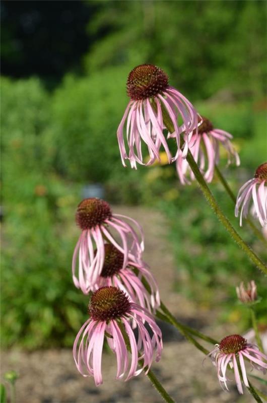 Coneflower kasvi - kannattaa tietää ja hoitaa vinkkejä kesän kukinnan lajikkeesta ohut pitkä