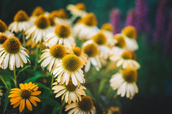 Coneflower -kasvi - Mielenkiintoisia faktoja ja hoitovinkkejä kesäkukinnoista valkoisista kerma -kukista echinacea