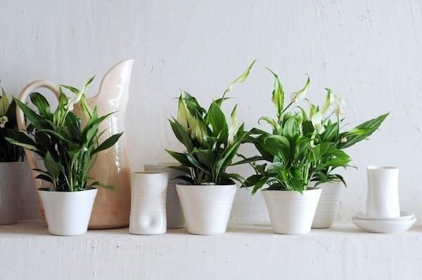 Spathiphyllum-yksilehtiset huonekasvit kylpyhuoneeseen