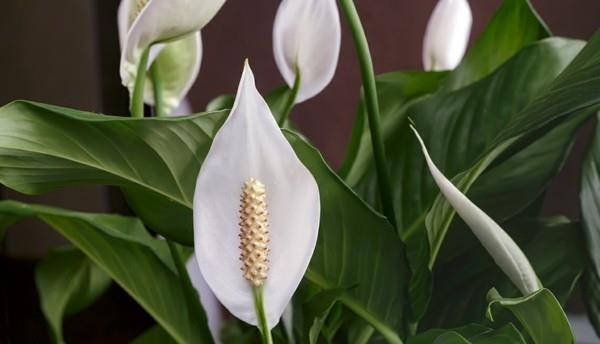 Spathiphyllum yksilehtinen rauhan lilja toimistokasveja