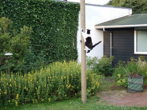 Pelaa ideoita lemmikkieläimille puutarhan kissan kiipeilyssä