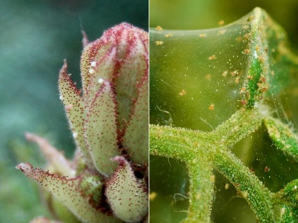 Hämähäkki punkit taistelevat kasveja seitti