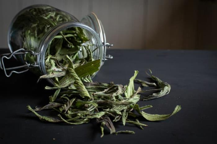 Plantain -voide, tee tai yskäsiirappi kotitekoista ensiapua
