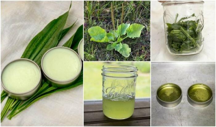 Ribwort -piharatamovoide, tee tai yskisiirappi kotitekoisesti vaiheittain