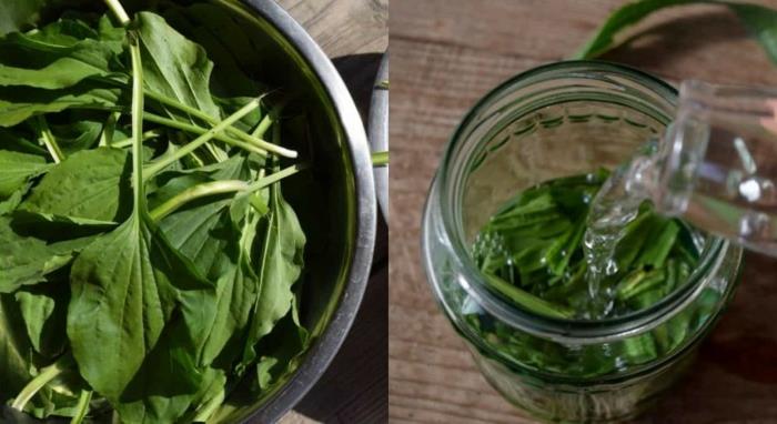 Plantain voide, tee tai yskisiirappi
