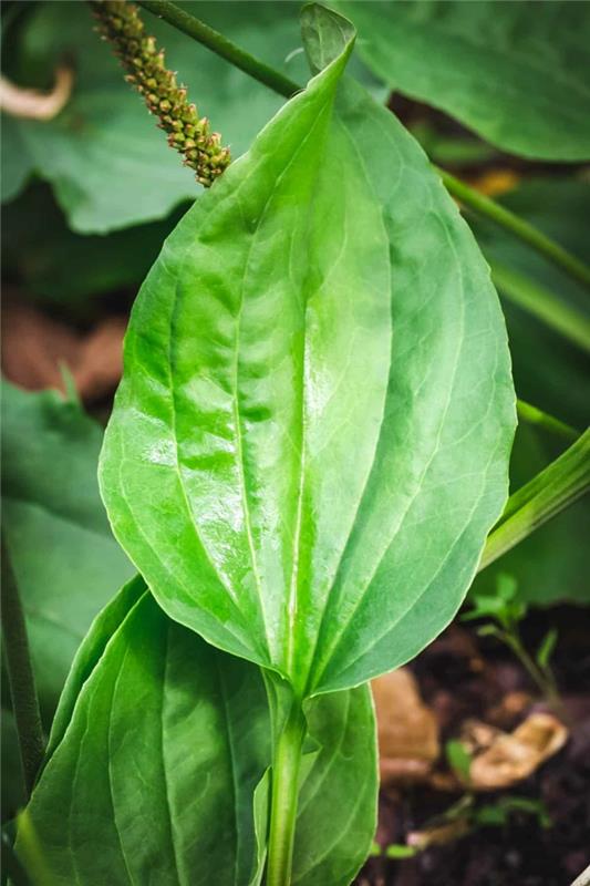 Plantain -teetä tai yskäsiirappivoidetta valmistelehtien lehtiä
