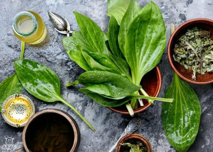 Plantain -teetä tai yskäsiirappivoidetta valmistava yrttiruokaa