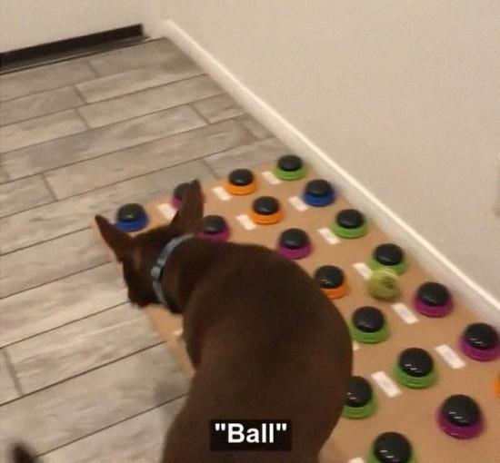Puhuva koira Stella oppii puhumaan käyttämällä kaikupohjaa stella sanoo pallo