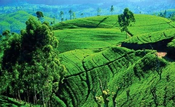 Sri Lankan matkavinkkejä Nuwara Eliya